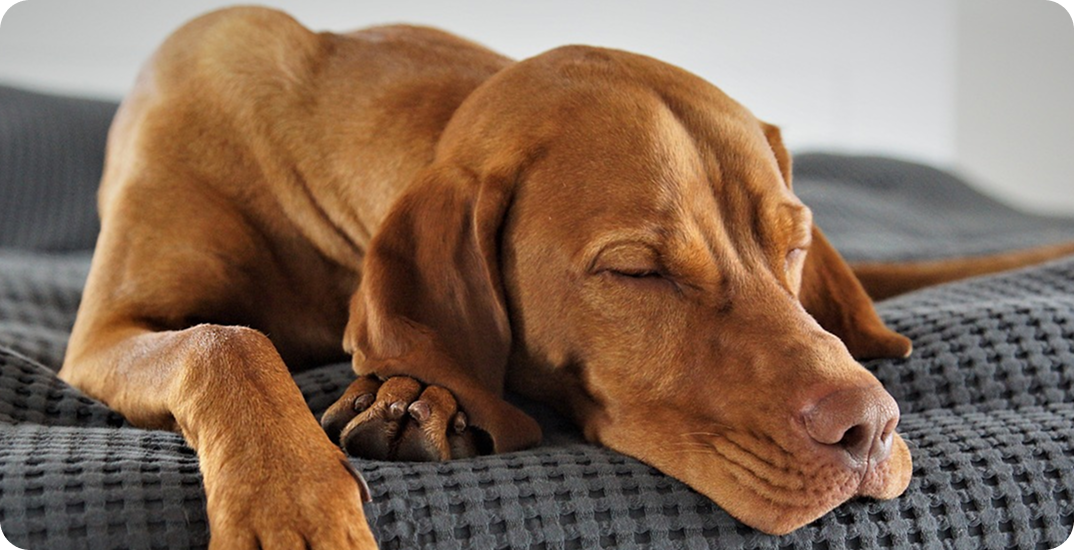 Struggling with Hip Dysplasia in Your Dog? Find Relief Here